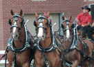 Horses at State Fair